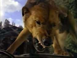 The Pack